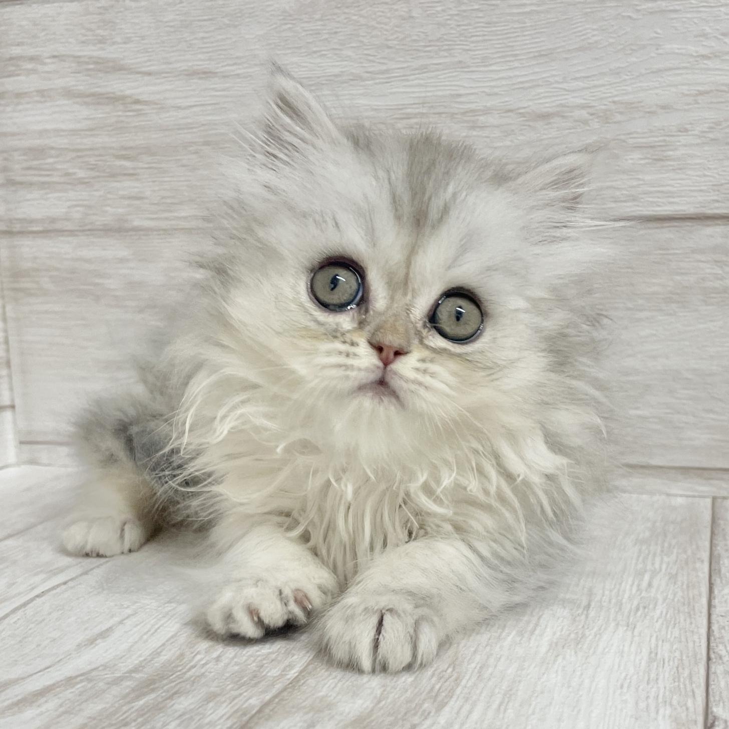東京都のペルシャ (ペピカファミリー水元店/2025年9月28日生まれ/女の子/チンチラシルバー)の子猫の2枚目の画像