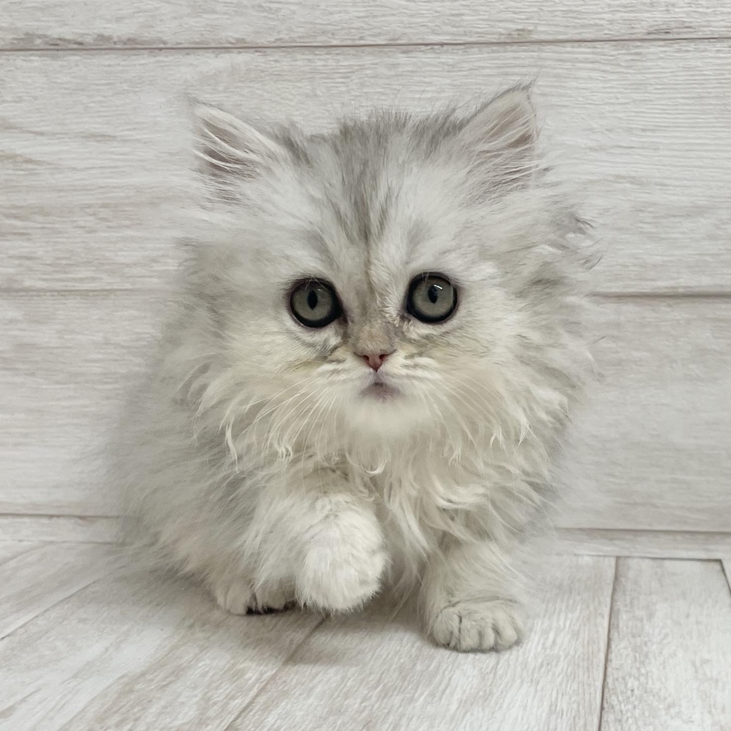 東京都のペルシャ (ペピカファミリー水元店/2025年9月28日生まれ/女の子/チンチラシルバー)の子猫の3枚目の画像