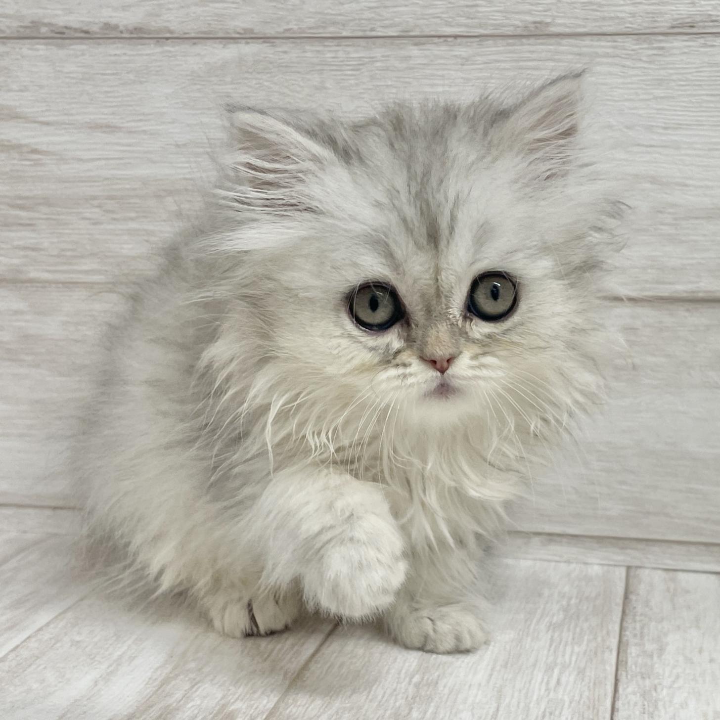 東京都のペルシャ (ペピカファミリー水元店/2025年9月28日生まれ/女の子/チンチラシルバー)の子猫の4枚目の画像