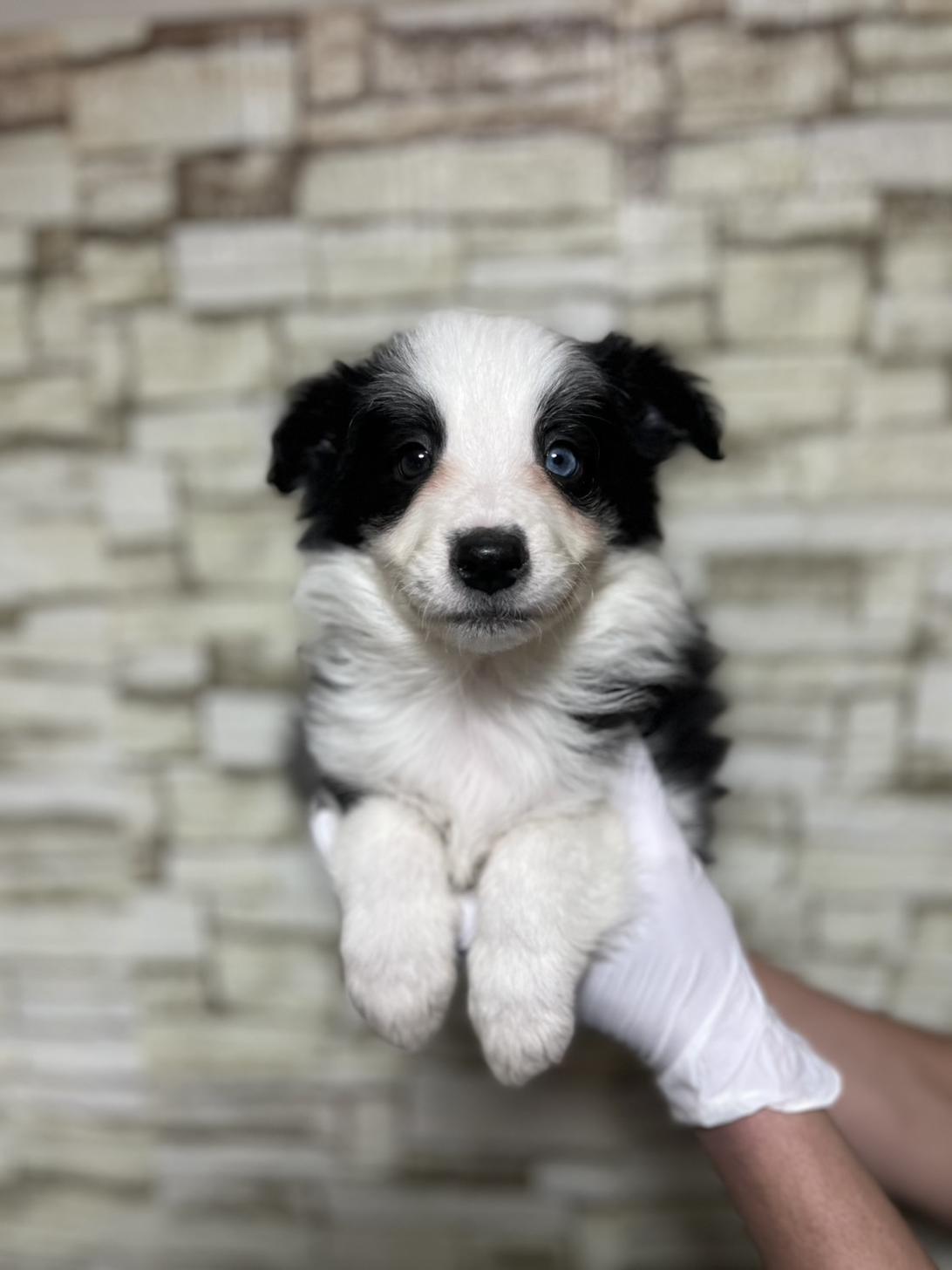 埼玉県のボーダーコリー (ペッツスマイル加須インター店/2025年10月25日生まれ/男の子/ブラックホワイト)の子犬の1枚目の画像