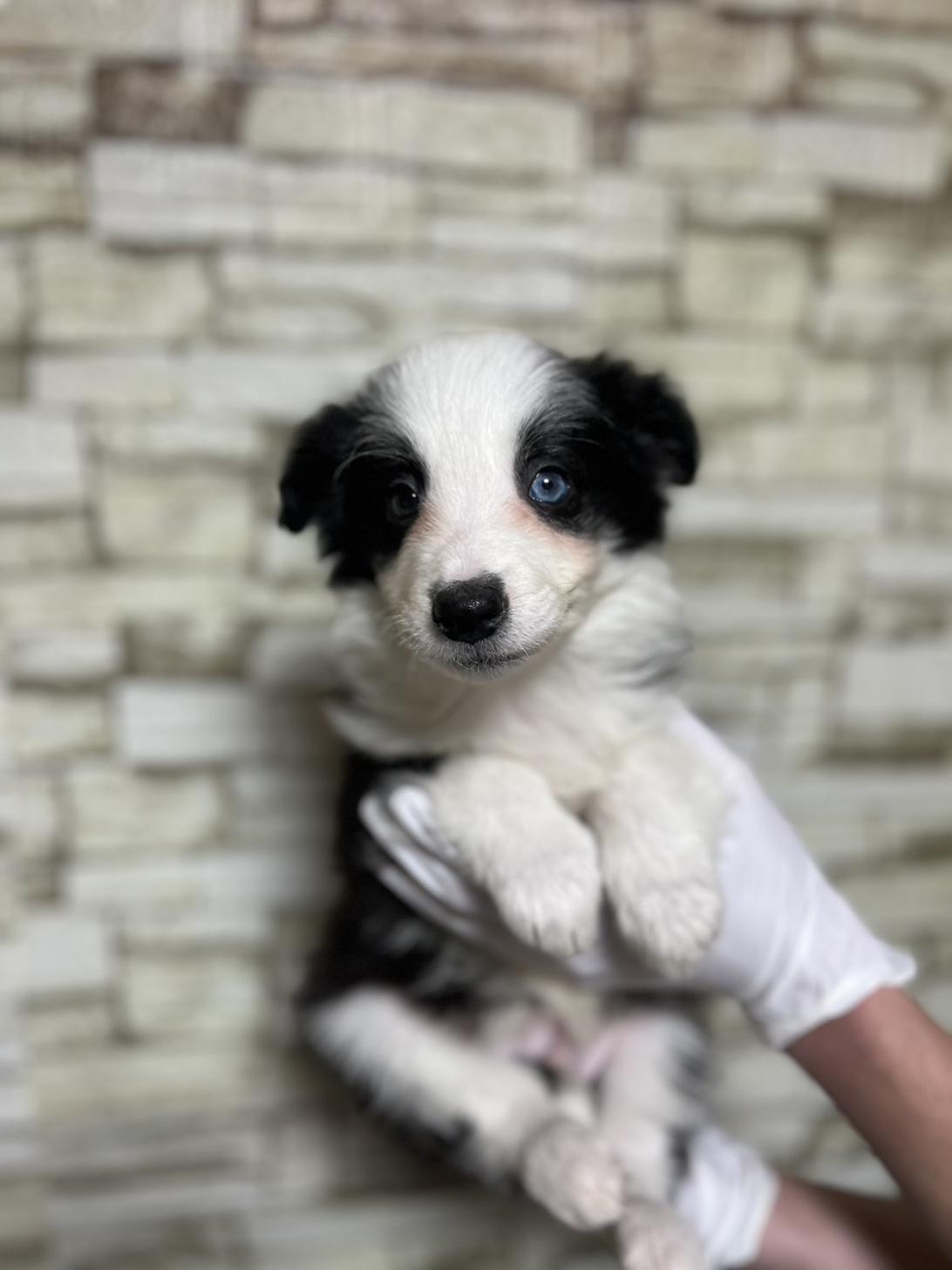 埼玉県のボーダーコリー (ペッツスマイル加須インター店/2025年10月25日生まれ/男の子/ブラックホワイト)の子犬の2枚目の画像
