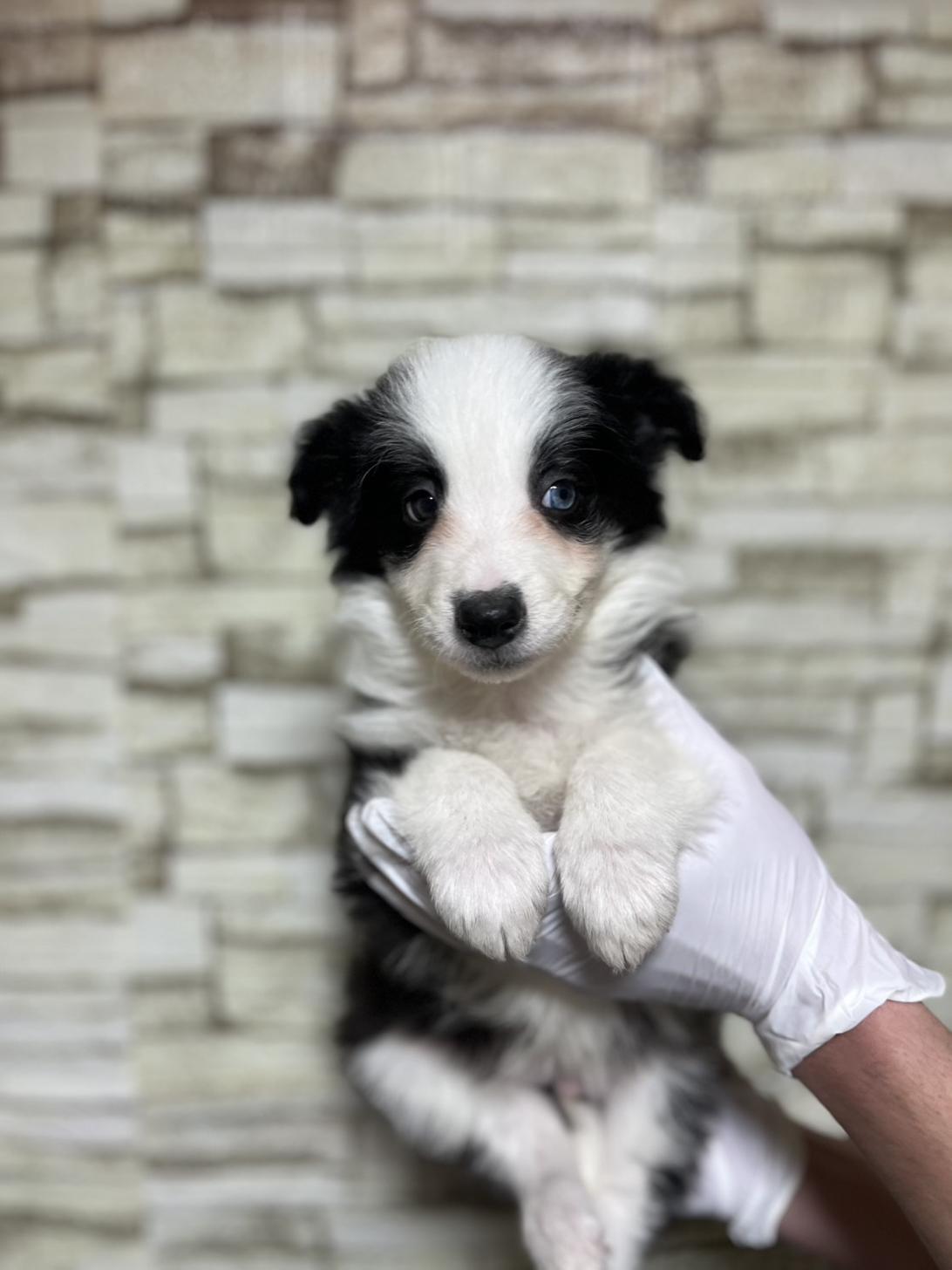 埼玉県のボーダーコリー (ペッツスマイル加須インター店/2025年10月25日生まれ/男の子/ブラックホワイト)の子犬の3枚目の画像