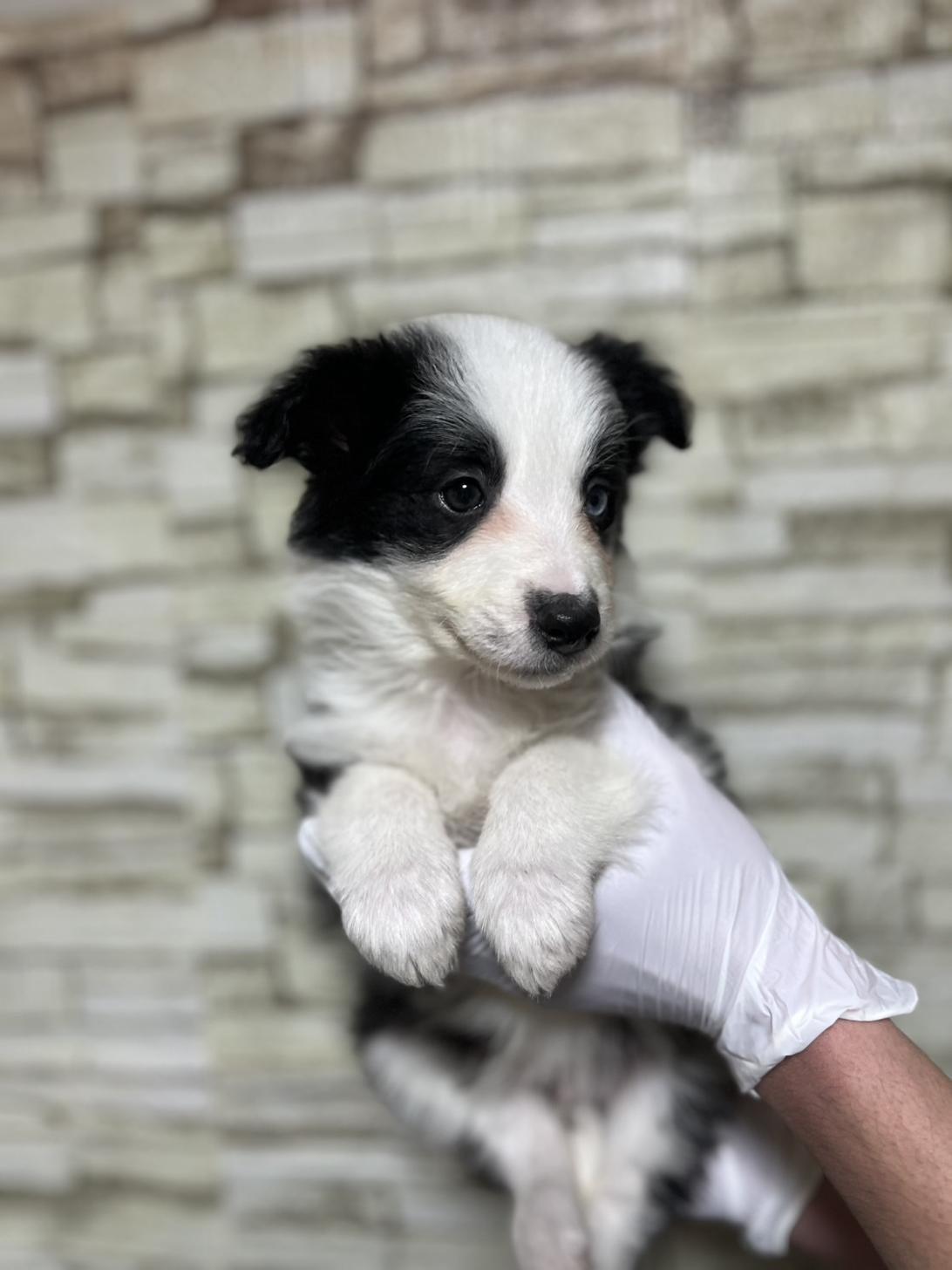 埼玉県のボーダーコリー (ペッツスマイル加須インター店/2025年10月25日生まれ/男の子/ブラックホワイト)の子犬の4枚目の画像