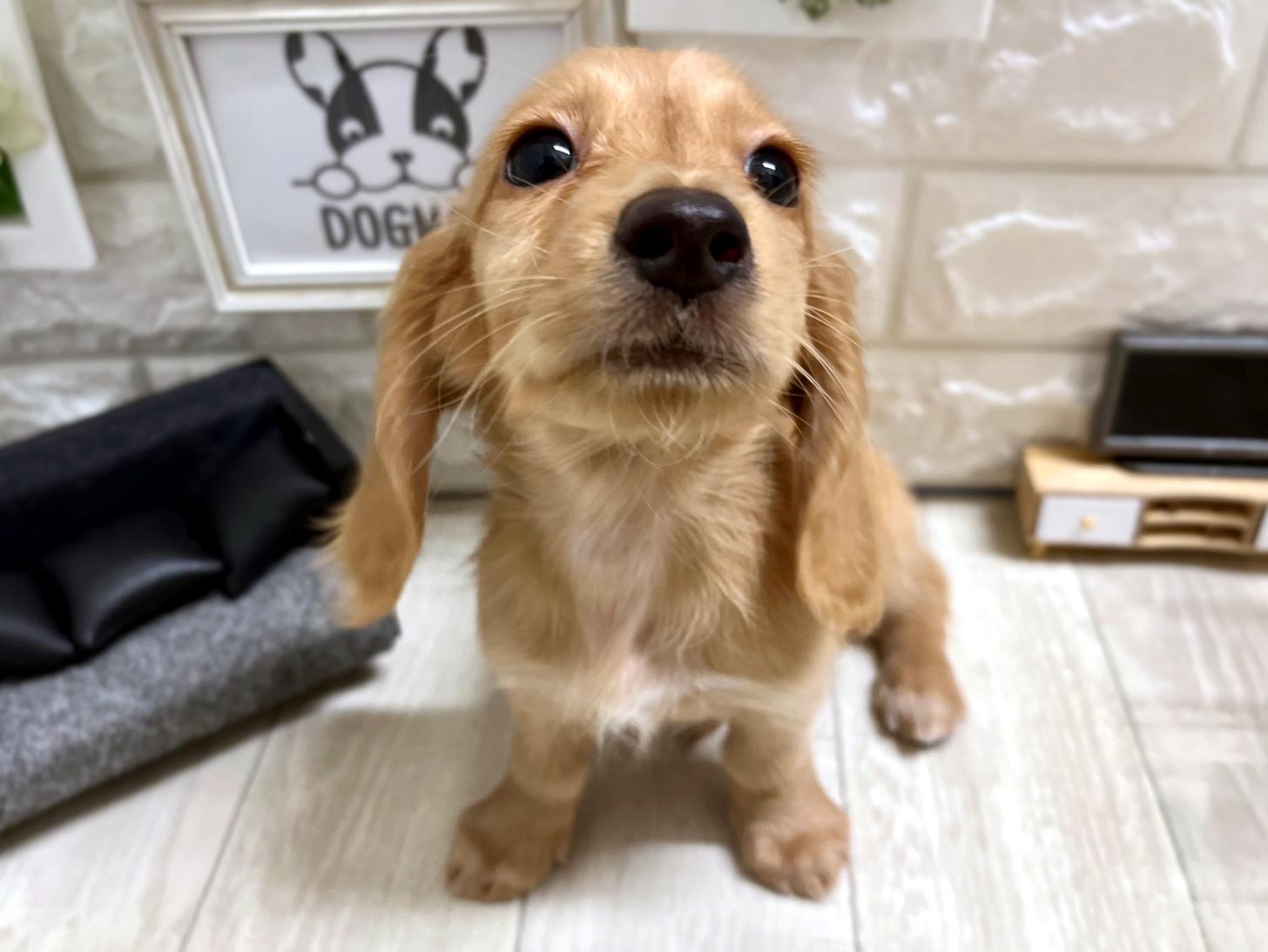 和歌山県のミニチュアダックスフンド(ロング) (DOGMAN和歌山中之島店/2026年4月11日生まれ/男の子/ゴールド)の子犬の2枚目の画像