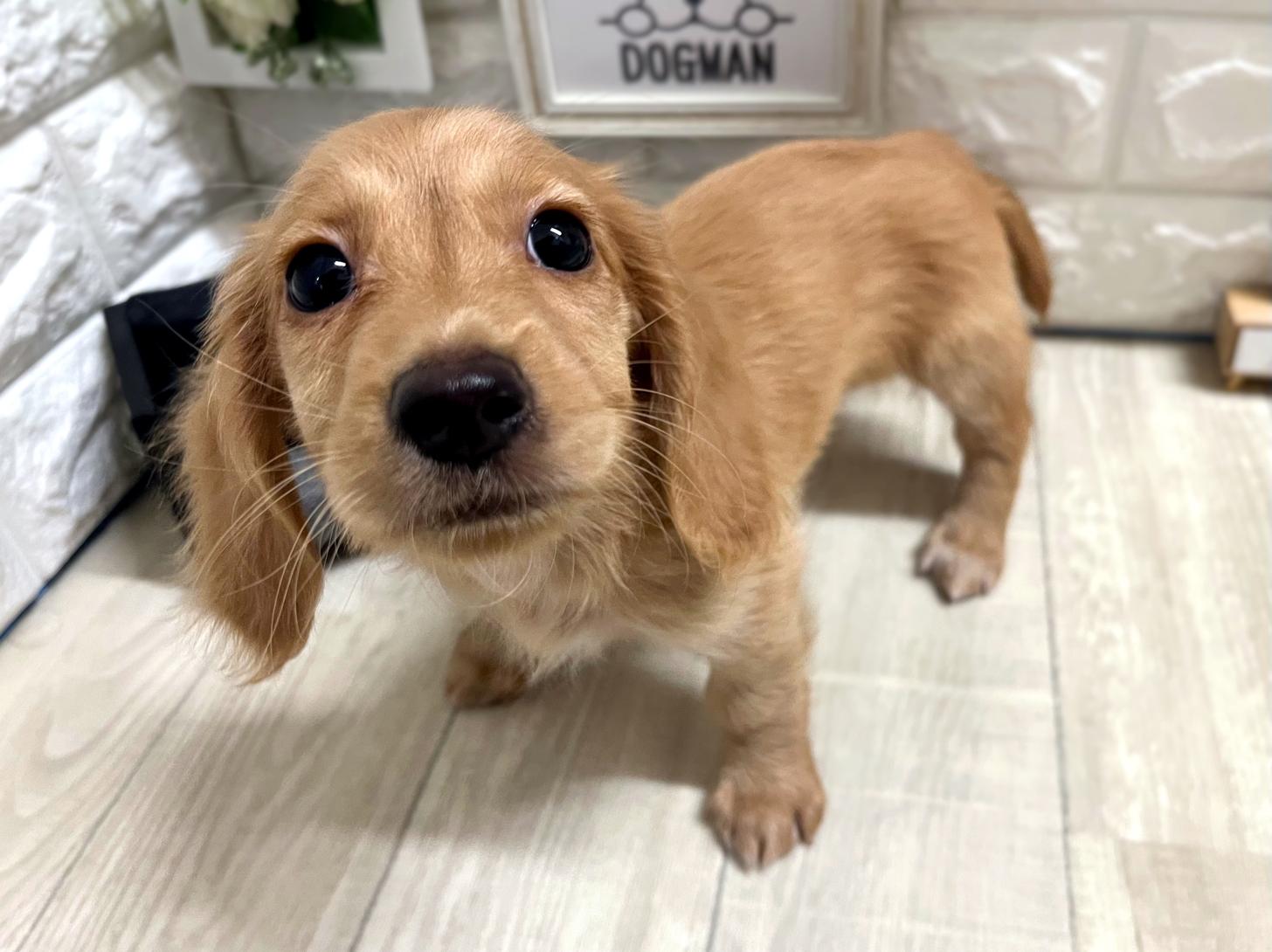 和歌山県のミニチュアダックスフンド(ロング) (DOGMAN和歌山中之島店/2026年4月11日生まれ/男の子/ゴールド)の子犬の3枚目の画像