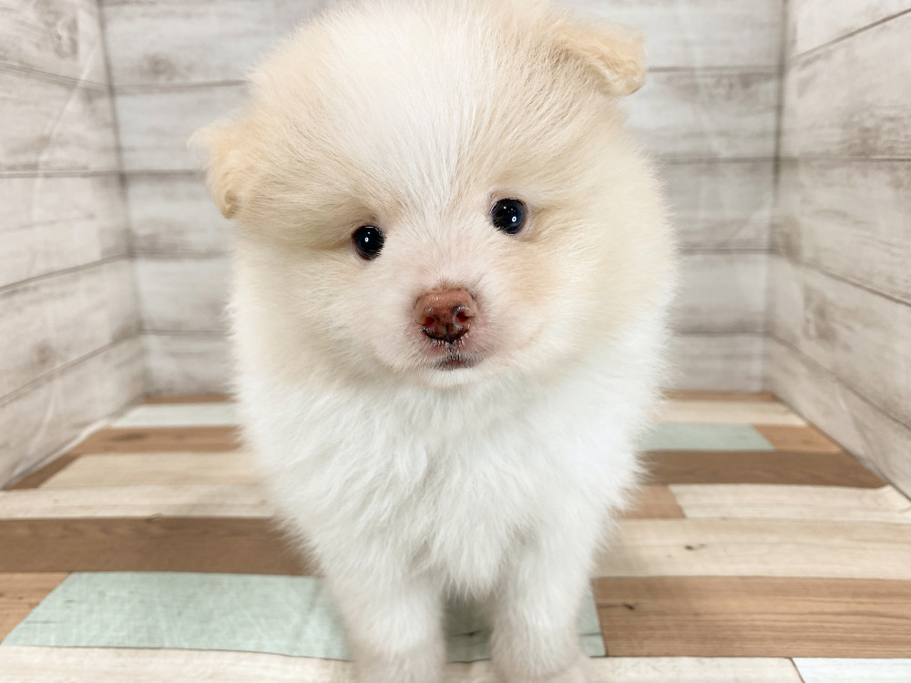 新潟県のポメラニアン (竹内ペット 新津本店/2026年5月30日生まれ/男の子/パーティー)の子犬の1枚目の画像