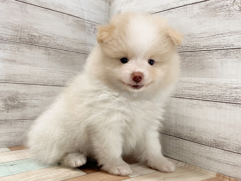 新潟県のポメラニアン (竹内ペット 新津本店/2026年5月30日生まれ/男の子/パーティー)の子犬の2枚目の画像