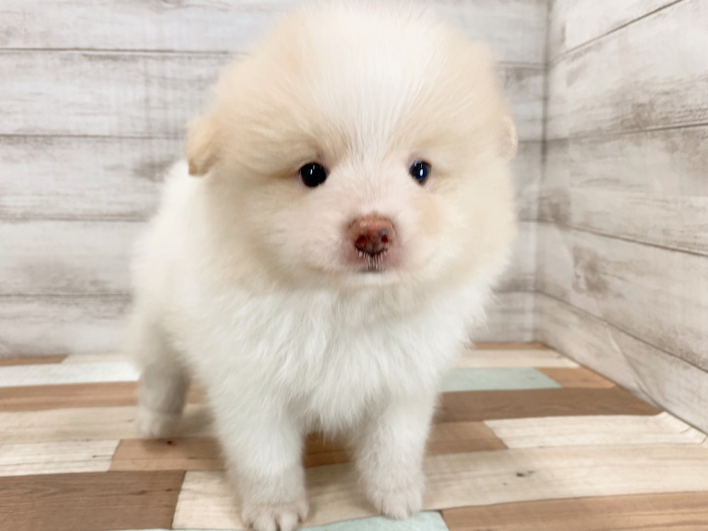 新潟県のポメラニアン (竹内ペット 新津本店/2026年5月30日生まれ/男の子/パーティー)の子犬の3枚目の画像