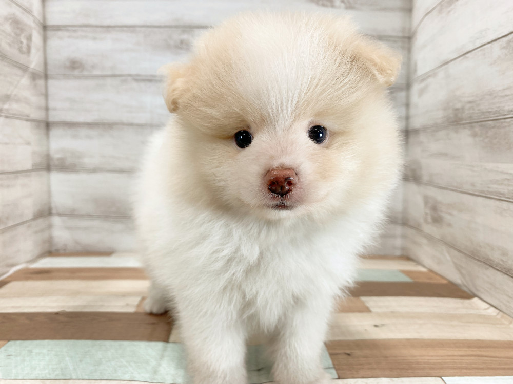 新潟県のポメラニアン (竹内ペット 新津本店/2026年5月30日生まれ/男の子/パーティー)の子犬の4枚目の画像
