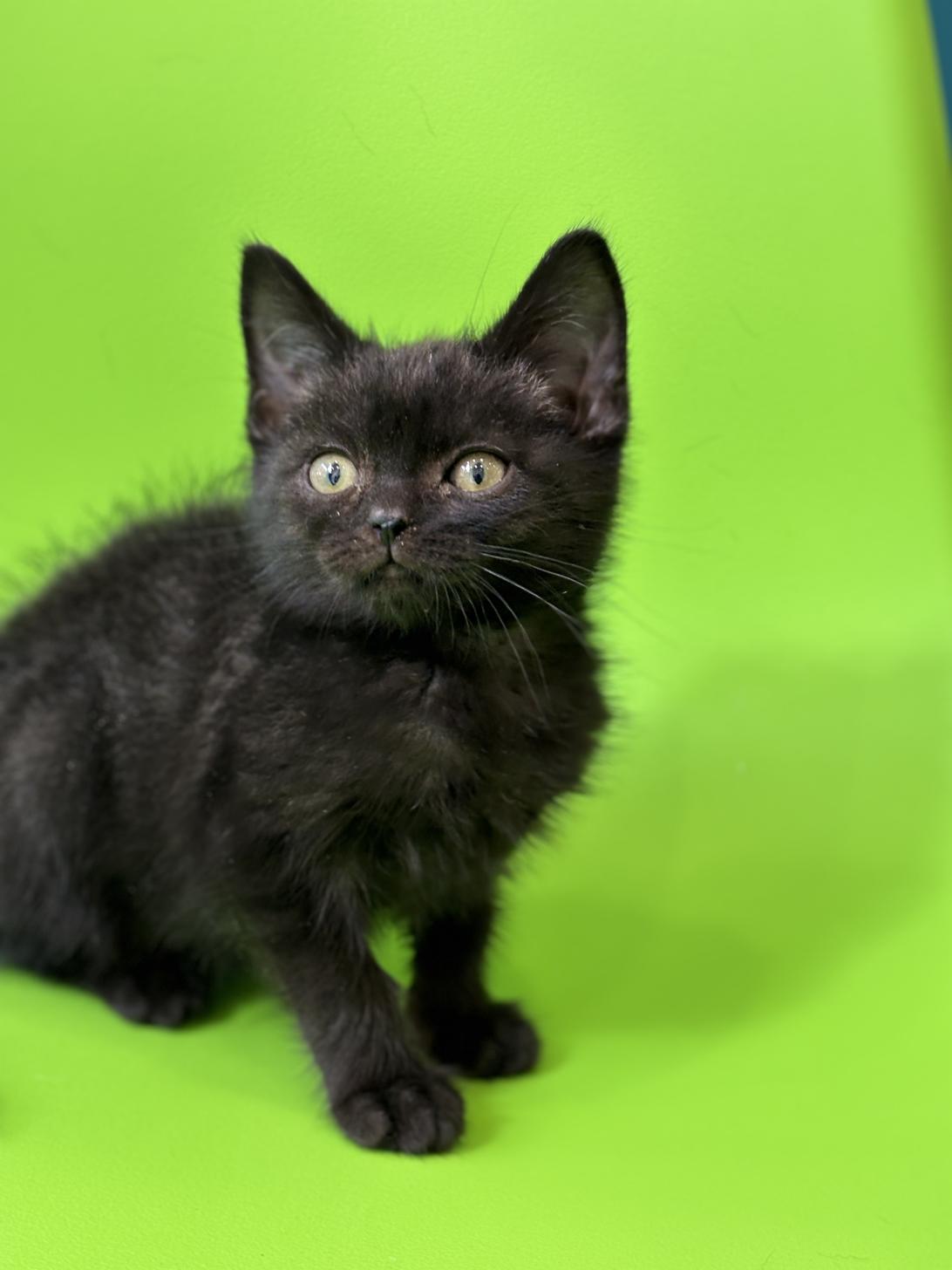 埼玉県のアメリカンショートヘアー (ペッツスマイル加須インター店/2025年10月3日生まれ/男の子/ブラックスモーク)の子猫の1枚目の画像