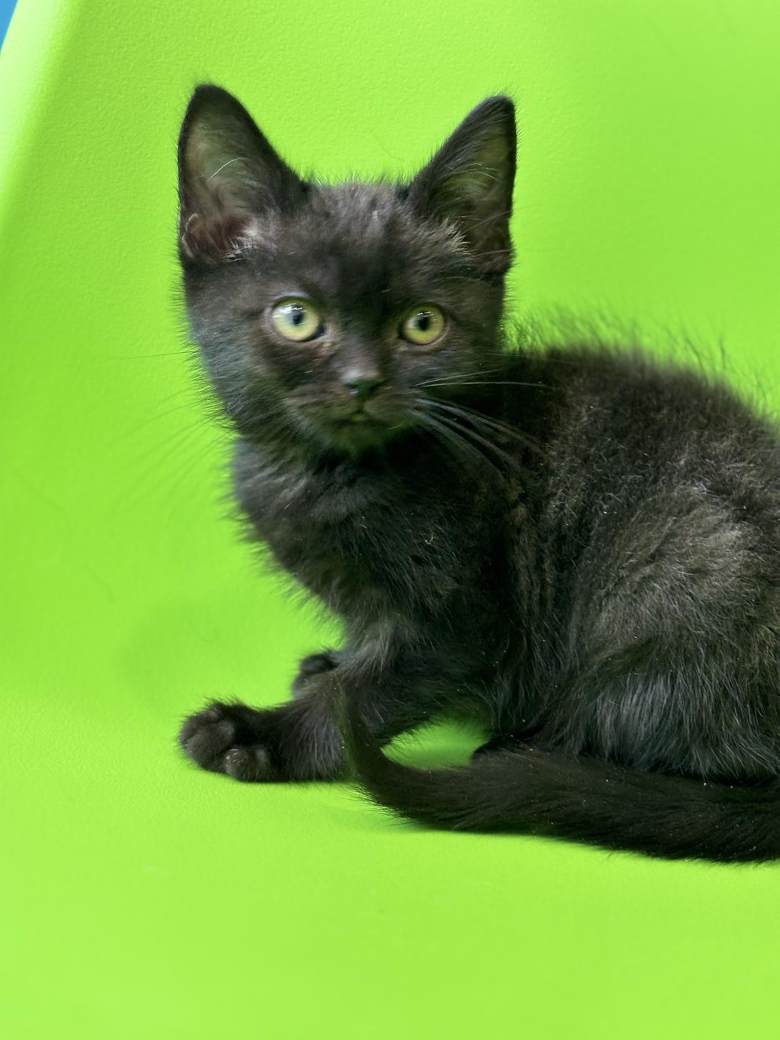 埼玉県のアメリカンショートヘアー (ペッツスマイル加須インター店/2025年10月3日生まれ/男の子/ブラックスモーク)の子猫の2枚目の画像