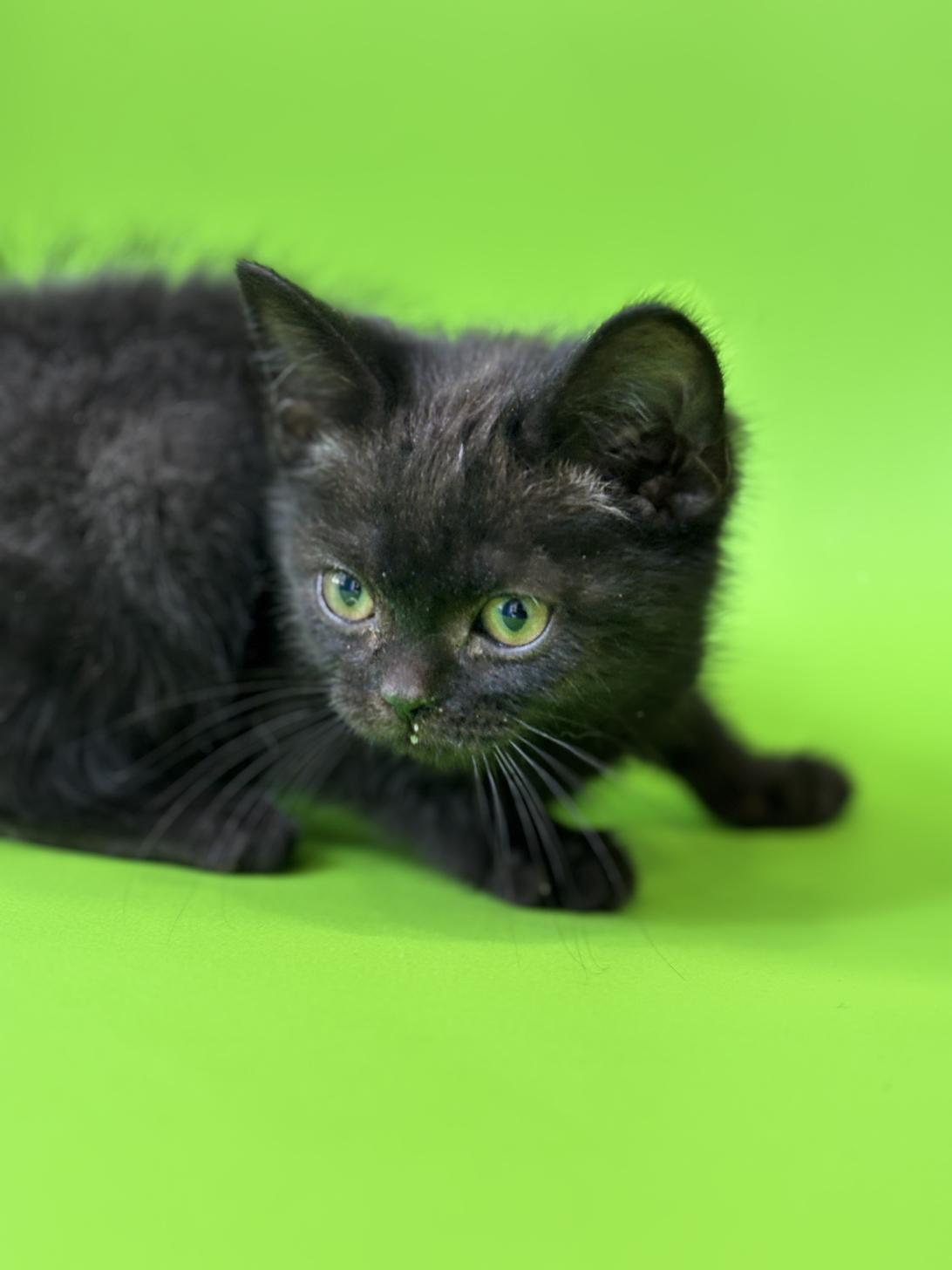 埼玉県のアメリカンショートヘアー (ペッツスマイル加須インター店/2025年10月3日生まれ/男の子/ブラックスモーク)の子猫の3枚目の画像