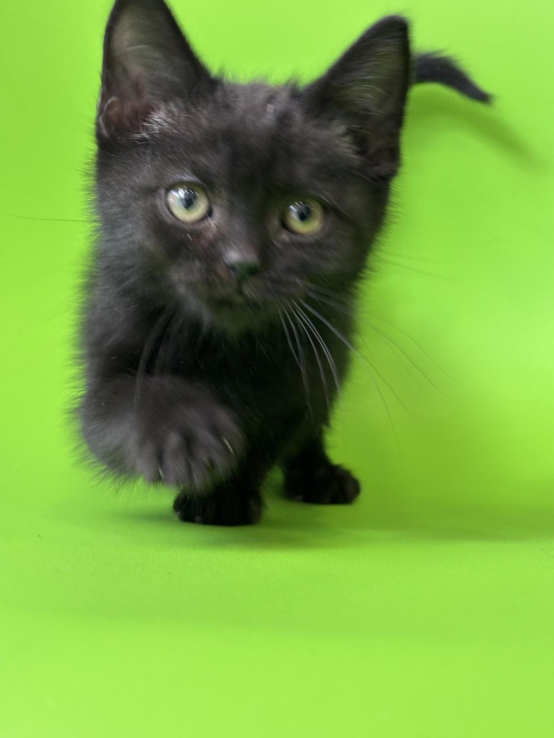 埼玉県のアメリカンショートヘアー (ペッツスマイル加須インター店/2025年10月3日生まれ/男の子/ブラックスモーク)の子猫の4枚目の画像