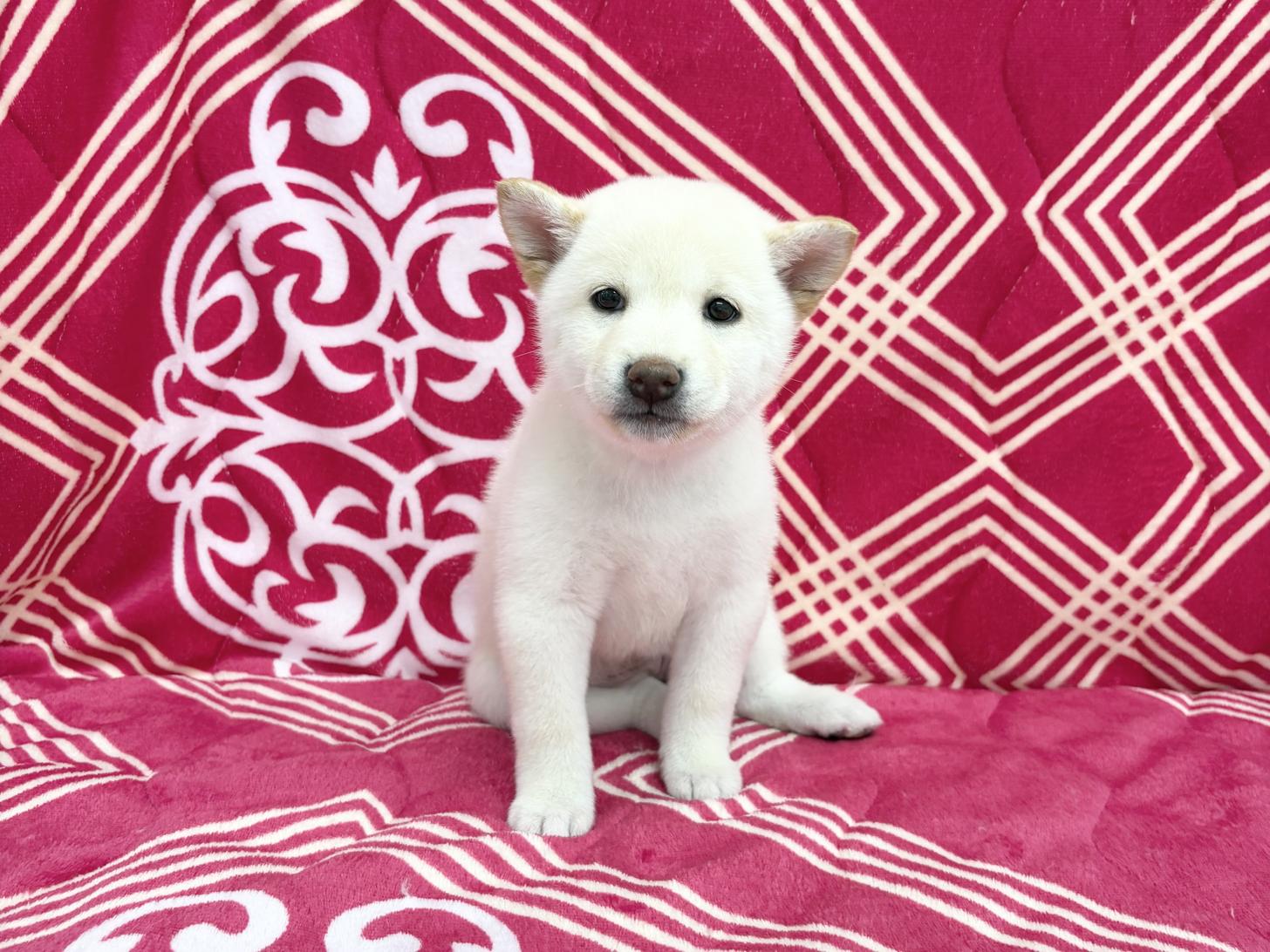 愛知県の柴犬(標準サイズ) (ハピースペット春日井アミーゴ店/2026年4月4日生まれ/女の子/白)の子犬の1枚目の画像