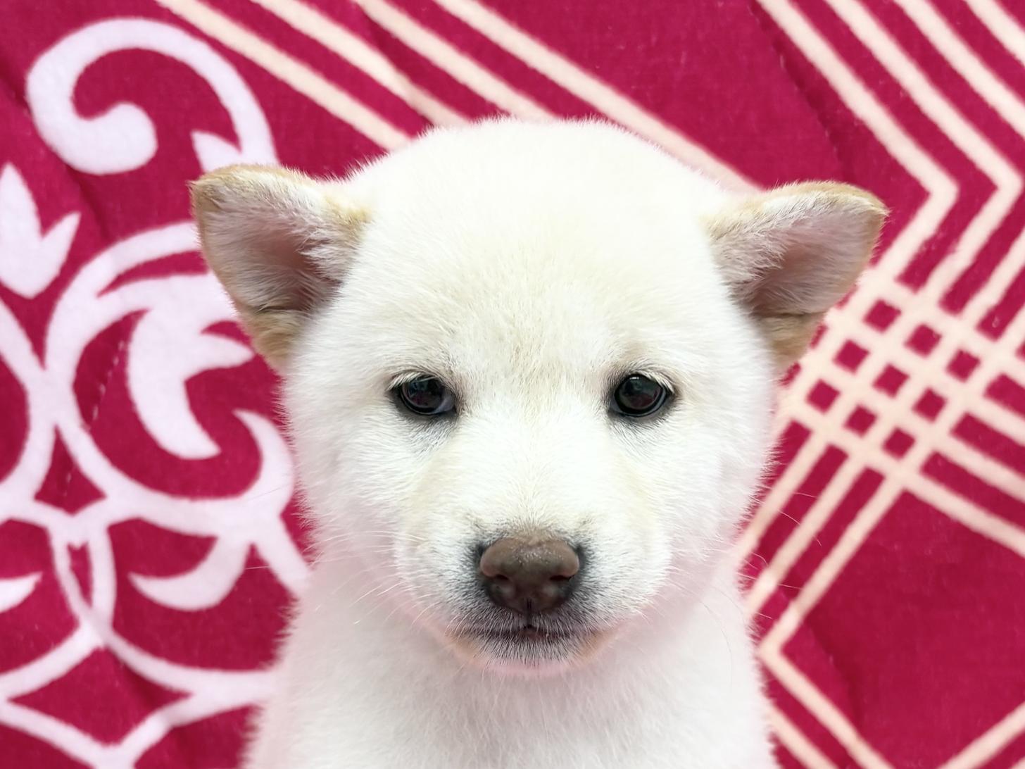 愛知県の柴犬(標準サイズ) (ハピースペット春日井アミーゴ店/2026年4月4日生まれ/女の子/白)の子犬の2枚目の画像