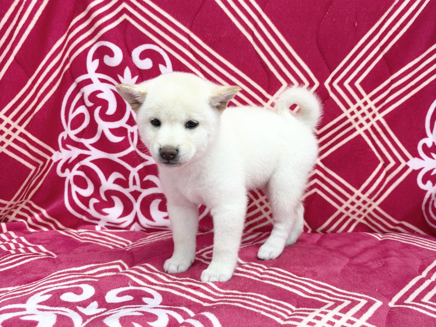 愛知県の柴犬(標準サイズ) (ハピースペット春日井アミーゴ店/2026年4月4日生まれ/女の子/白)の子犬の4枚目の画像