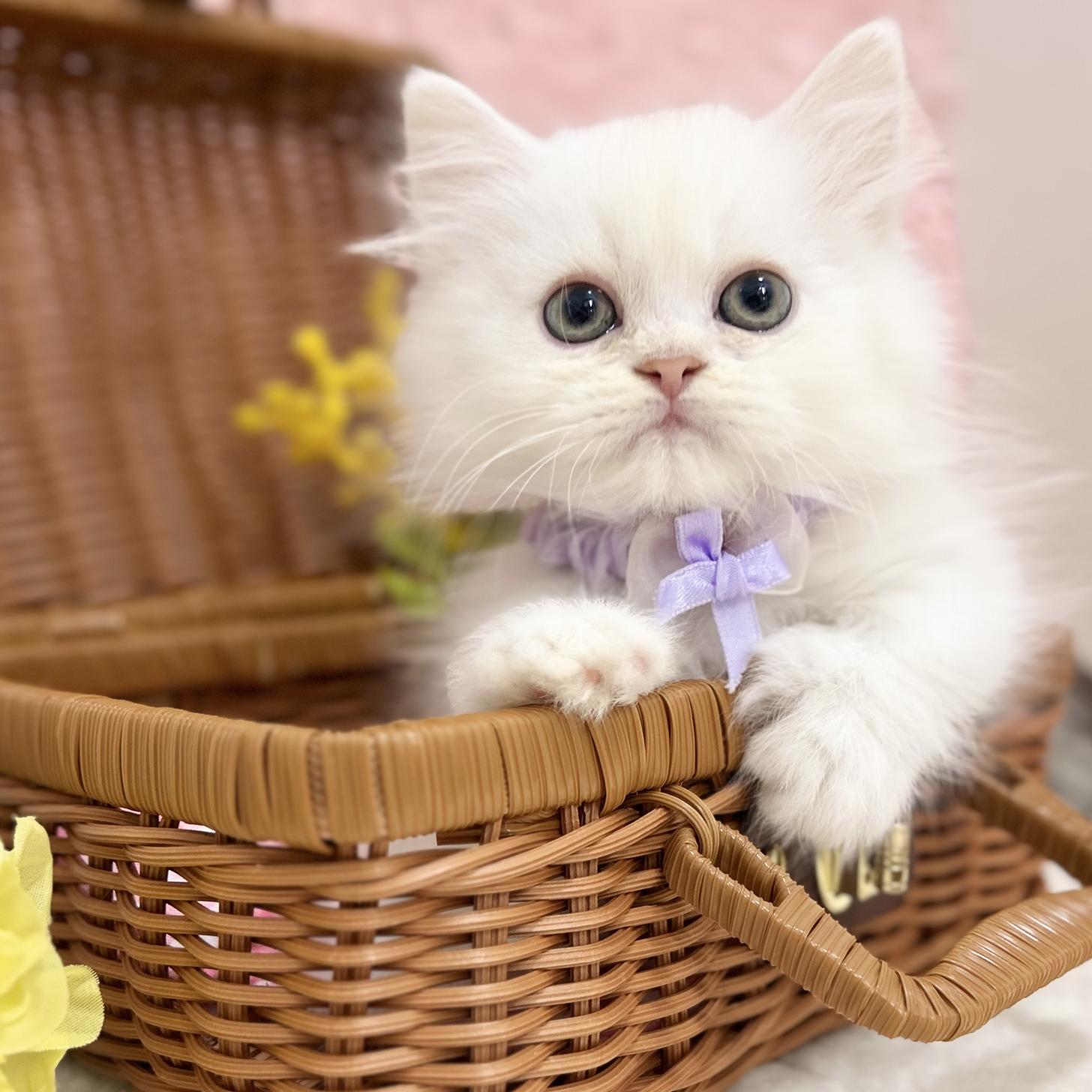 神奈川県のミヌエット (にゃんこハウスPAW/2025年8月1日生まれ/男の子/クリームホワイト)の子猫の1枚目の画像