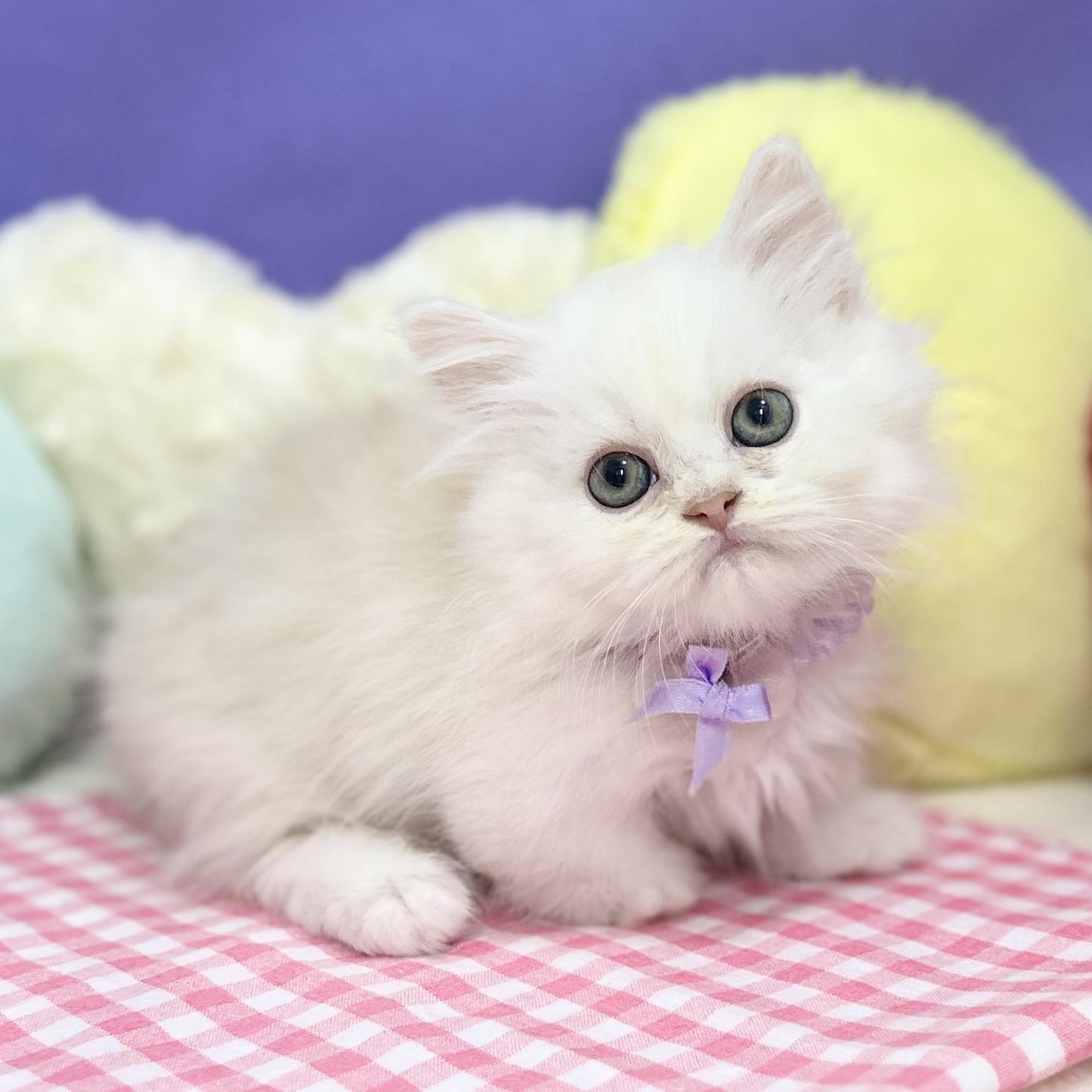 神奈川県のミヌエット (にゃんこハウスPAW/2025年8月1日生まれ/男の子/クリームホワイト)の子猫の2枚目の画像