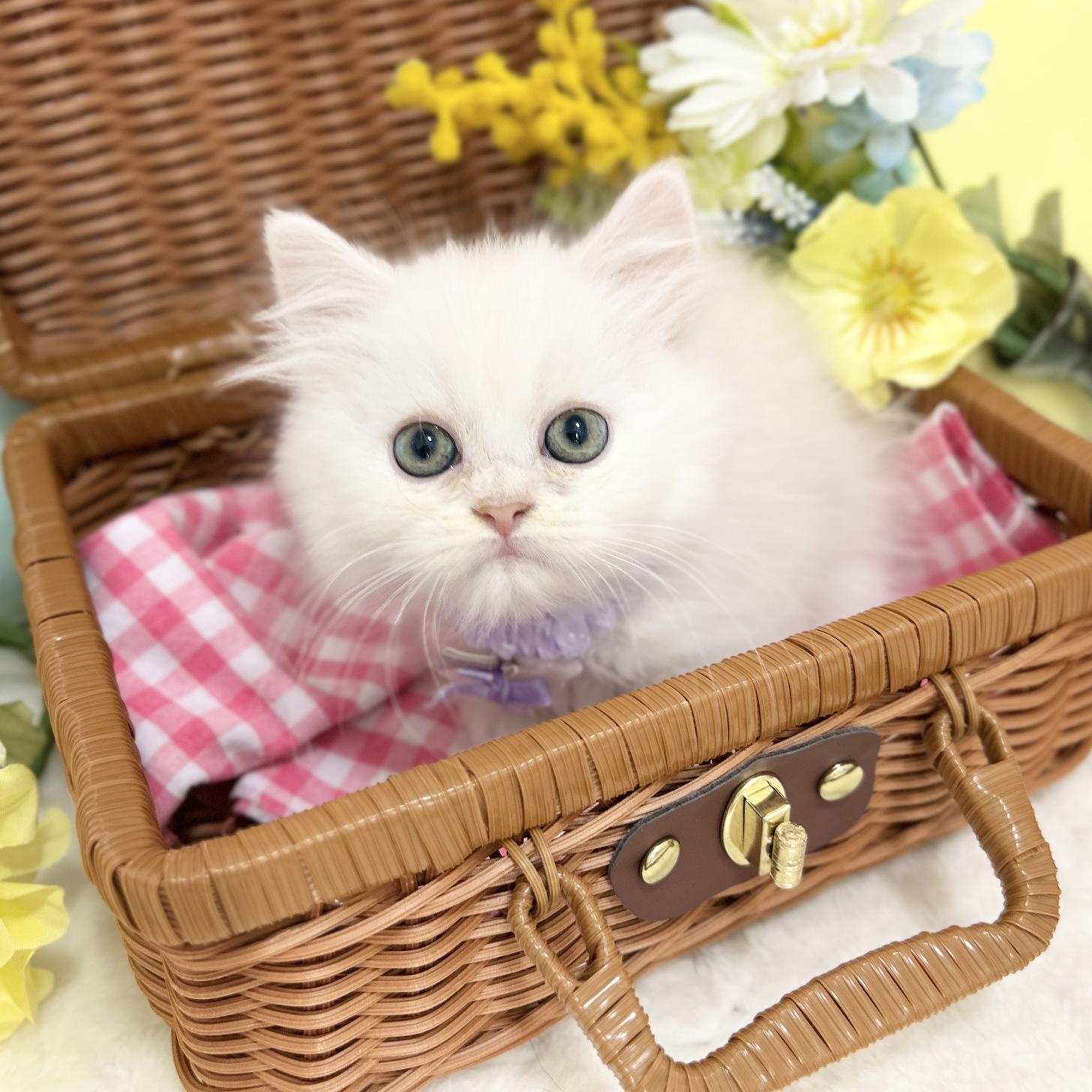 神奈川県のミヌエット (にゃんこハウスPAW/2025年8月1日生まれ/男の子/クリームホワイト)の子猫の3枚目の画像
