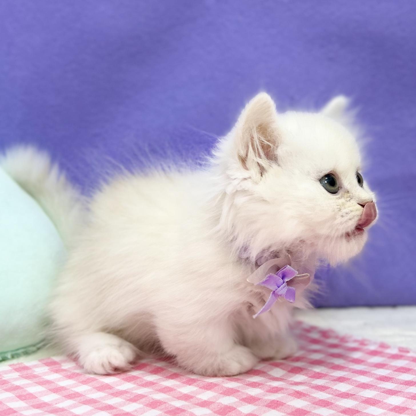 神奈川県のミヌエット (にゃんこハウスPAW/2025年8月1日生まれ/男の子/クリームホワイト)の子猫の4枚目の画像