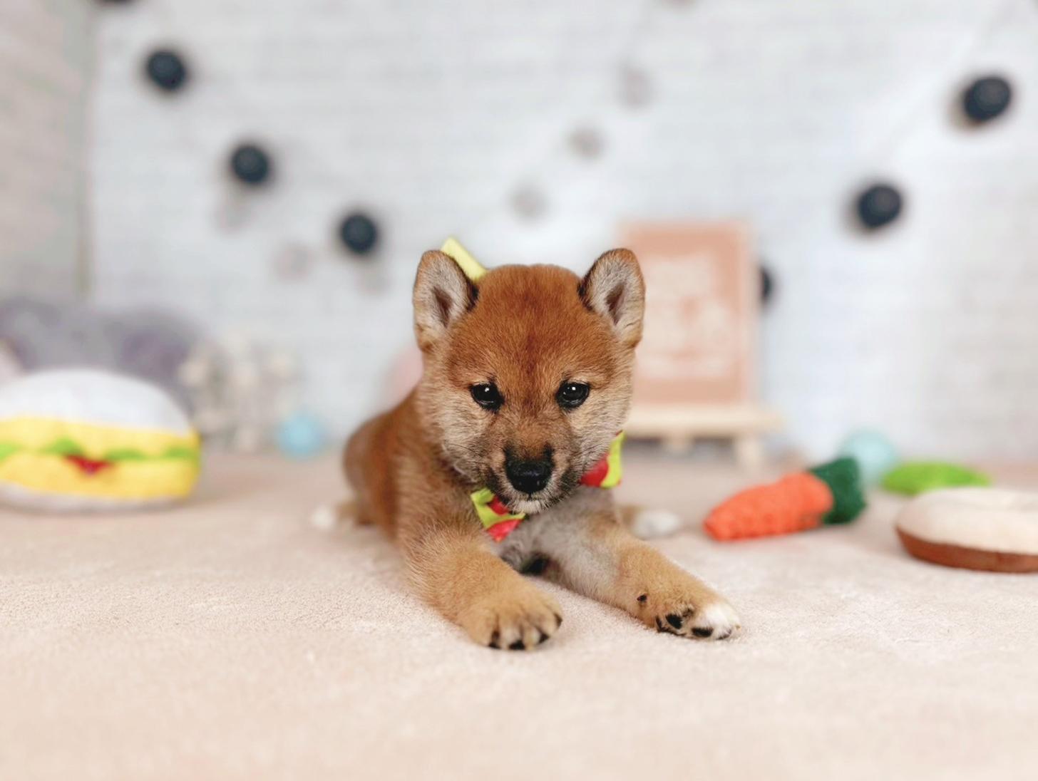 北海道の豆柴 (ペットショップだんぼ/2025年7月19日生まれ/男の子/赤)の子犬の3枚目の画像