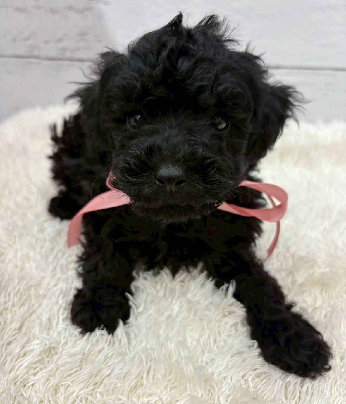 千葉県のトイプードル(トイ) (ペッツワン佐倉店/2026年1月3日生まれ/男の子/ブラック)の子犬の1枚目の画像