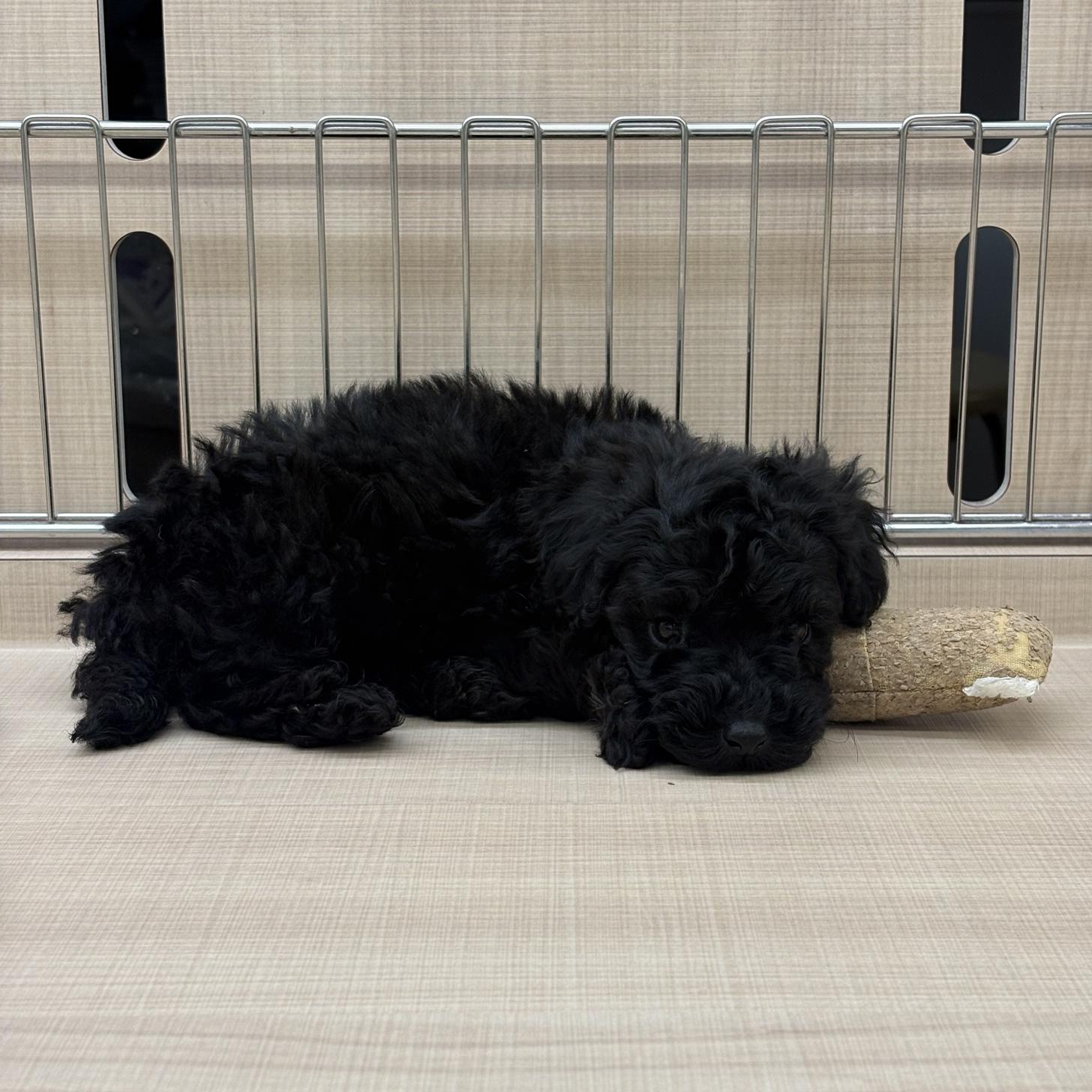 千葉県のトイプードル(トイ) (ペッツワン佐倉店/2026年1月3日生まれ/男の子/ブラック)の子犬