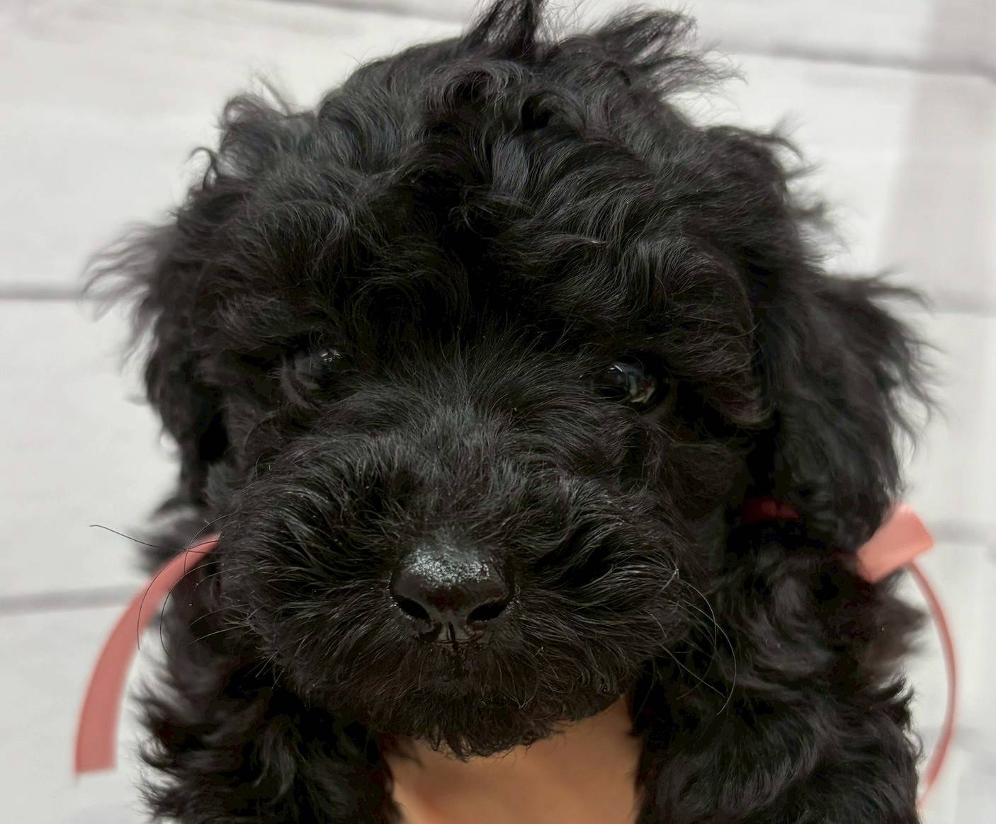 千葉県のトイプードル(トイ) (ペッツワン佐倉店/2026年1月3日生まれ/男の子/ブラック)の子犬の2枚目の画像