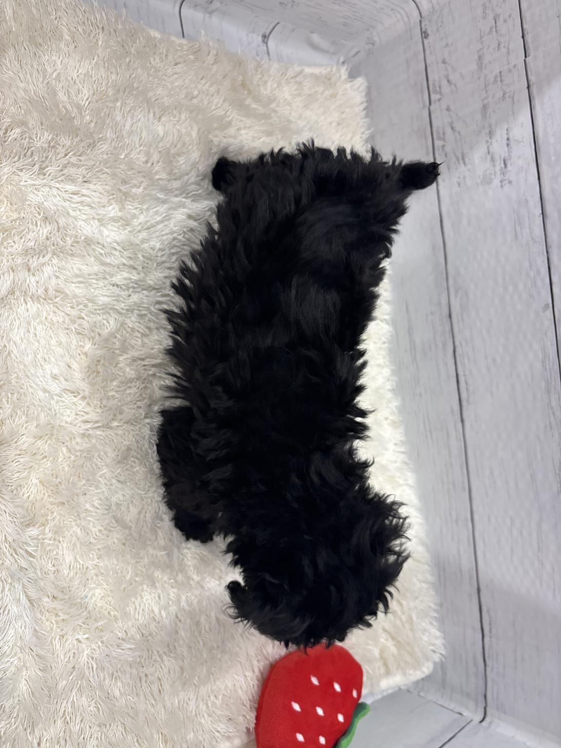 千葉県のトイプードル(トイ) (ペッツワン佐倉店/2026年1月3日生まれ/男の子/ブラック)の子犬の4枚目の画像