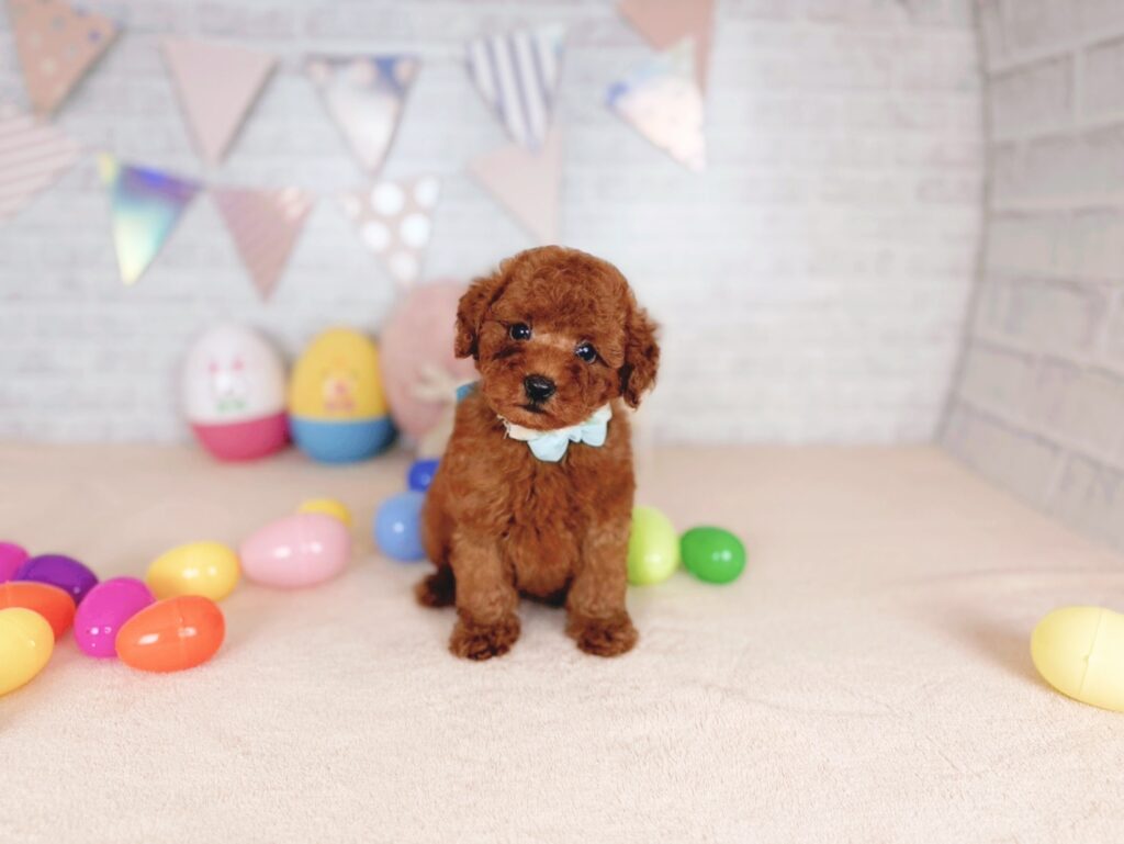 北海道のトイプードル(トイ) (ペットショップだんぼ/2026年5月14日生まれ/男の子/レッド)の子犬の1枚目の画像