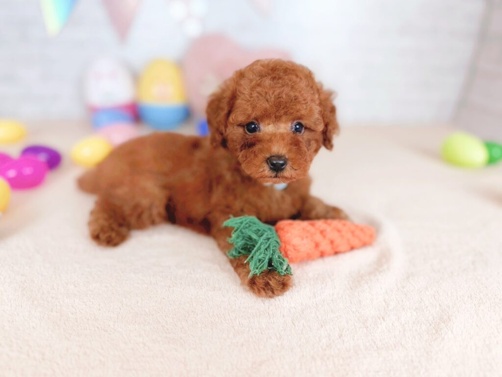 北海道のトイプードル(トイ) (ペットショップだんぼ/2026年5月14日生まれ/男の子/レッド)の子犬の2枚目の画像