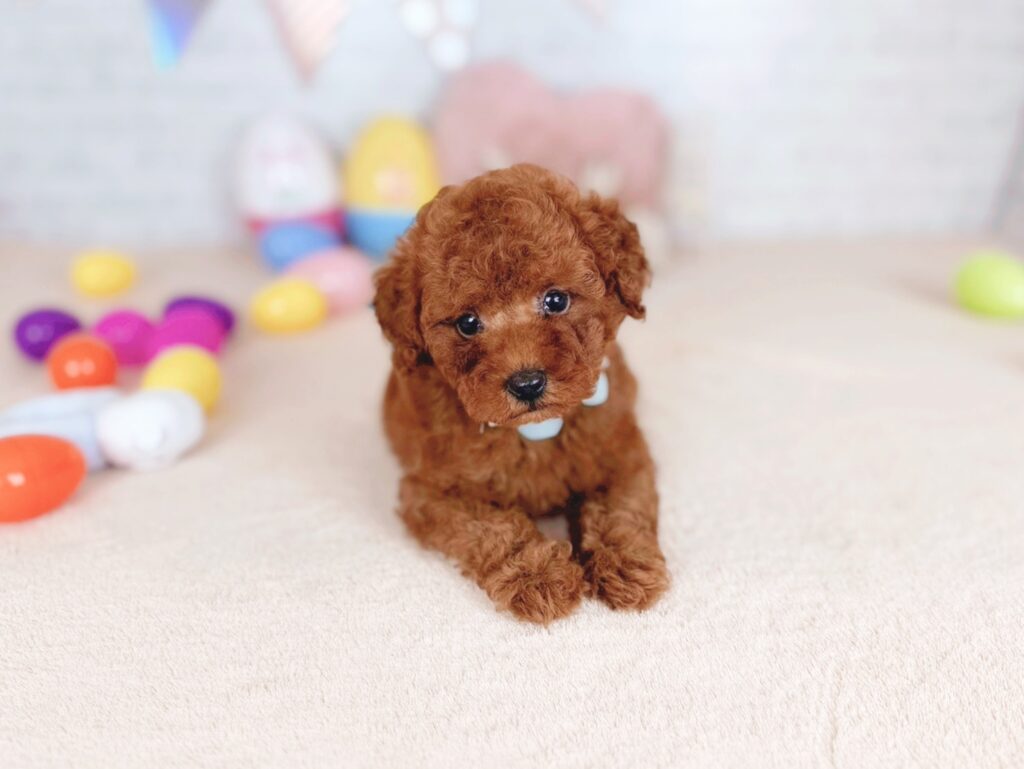 北海道のトイプードル(トイ) (ペットショップだんぼ/2026年5月14日生まれ/男の子/レッド)の子犬の3枚目の画像
