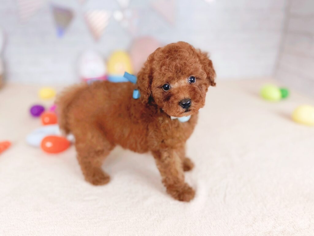 北海道のトイプードル(トイ) (ペットショップだんぼ/2026年5月14日生まれ/男の子/レッド)の子犬の4枚目の画像