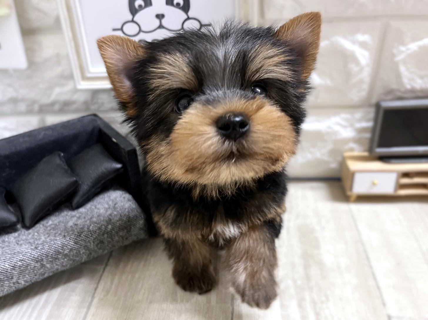 和歌山県のヨークシャーテリア (DOGMAN和歌山店/2026年1月25日生まれ/男の子/スチールブルータン)の子犬の1枚目の画像