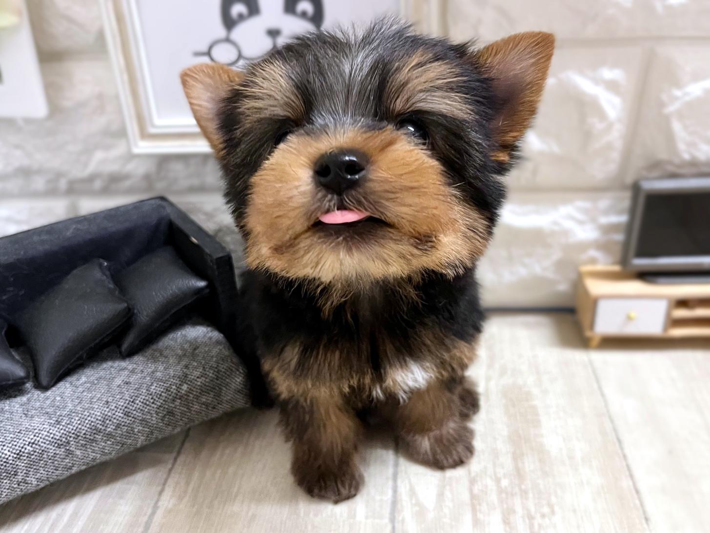 和歌山県のヨークシャーテリア (DOGMAN和歌山店/2026年1月25日生まれ/男の子/スチールブルータン)の子犬の2枚目の画像