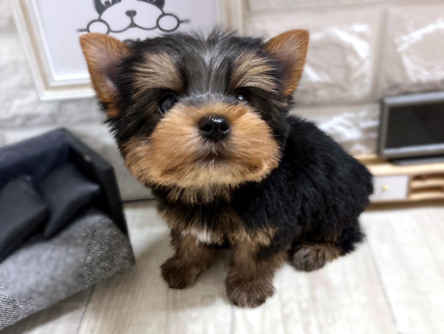 和歌山県のヨークシャーテリア (DOGMAN和歌山店/2026年1月25日生まれ/男の子/スチールブルータン)の子犬の3枚目の画像