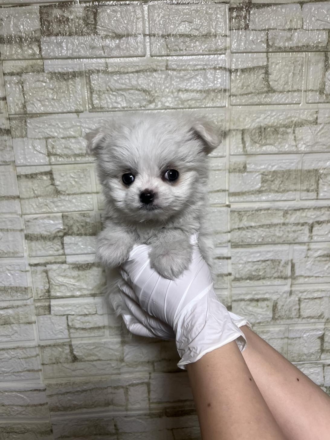 埼玉県のチワマル/マルチワ(チワワ×マルチーズ) (ペッツスマイル南中野店/2026年1月30日生まれ/女の子/ホワイト)の子犬の1枚目の画像
