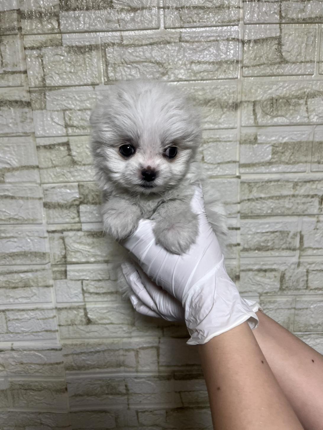 埼玉県のチワマル/マルチワ(チワワ×マルチーズ) (ペッツスマイル南中野店/2026年1月30日生まれ/女の子/ホワイト)の子犬の2枚目の画像