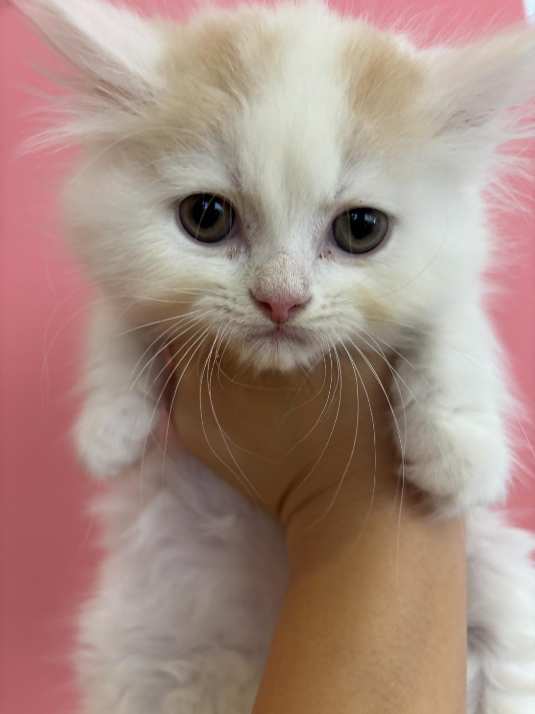 埼玉県のスコティッシュフォールド (ペッツスマイル南中野店/2025年9月26日生まれ/男の子/クリームホワイト)の子猫の1枚目の画像