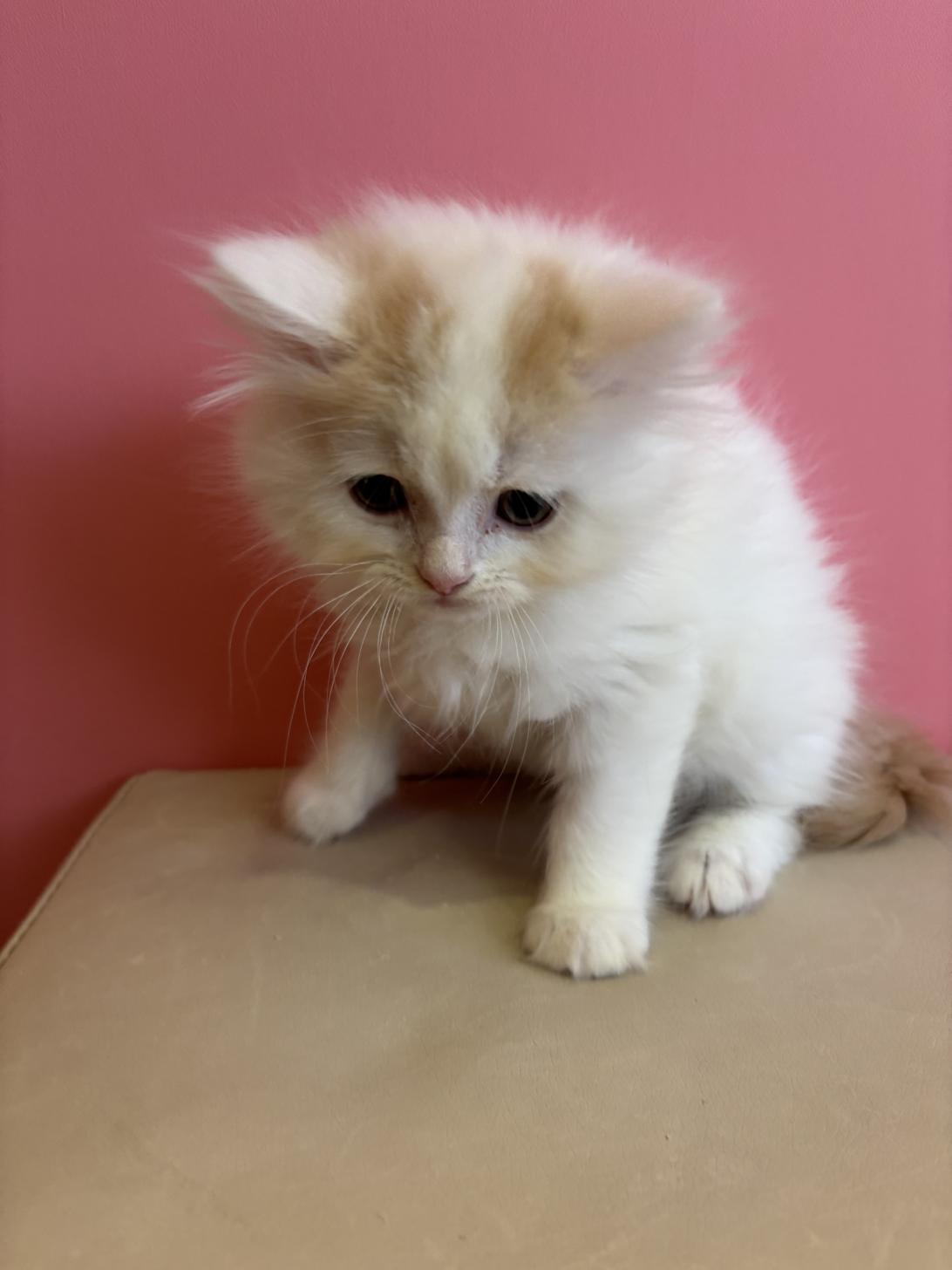 埼玉県のスコティッシュフォールド (ペッツスマイル南中野店/2025年9月26日生まれ/男の子/クリームホワイト)の子猫の2枚目の画像