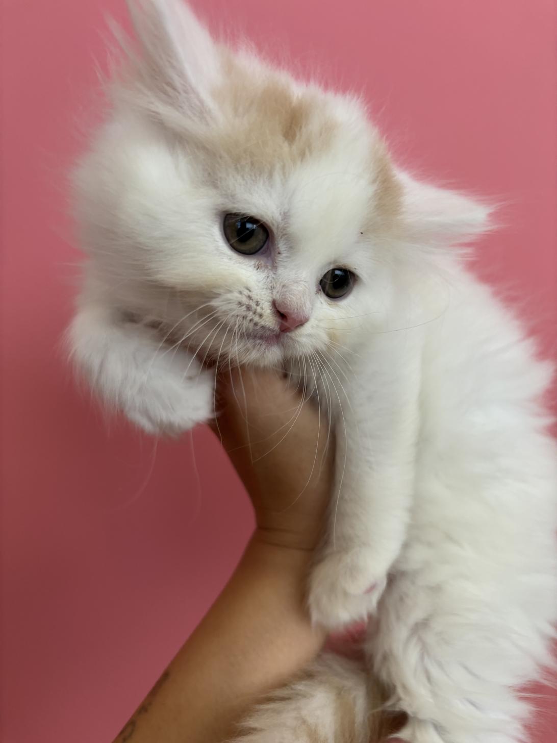 埼玉県のスコティッシュフォールド (ペッツスマイル南中野店/2025年9月26日生まれ/男の子/クリームホワイト)の子猫の3枚目の画像