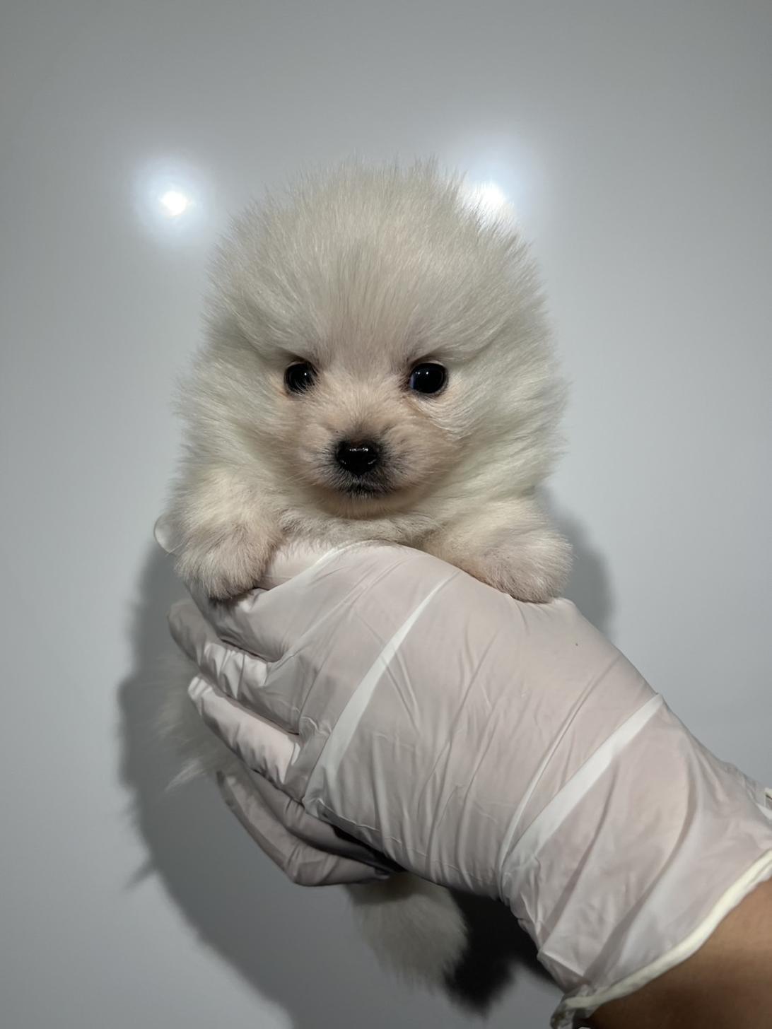 埼玉県のポメラニアン (ペッツスマイル加須インター店/2025年11月29日生まれ/男の子/ホワイト)の子犬の1枚目の画像