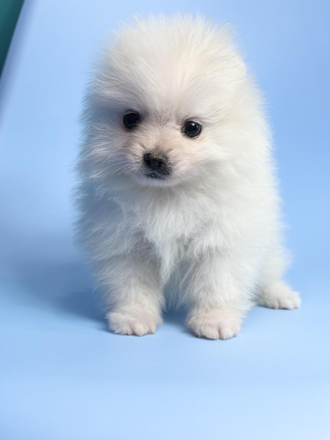 埼玉県のポメラニアン (ペッツスマイル加須インター店/2025年11月29日生まれ/男の子/ホワイト)の子犬の1枚目の画像