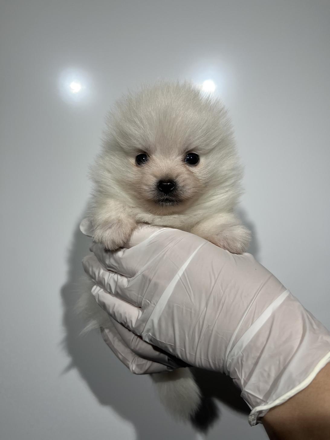 埼玉県のポメラニアン (ペッツスマイル加須インター店/2025年11月29日生まれ/男の子/ホワイト)の子犬の2枚目の画像
