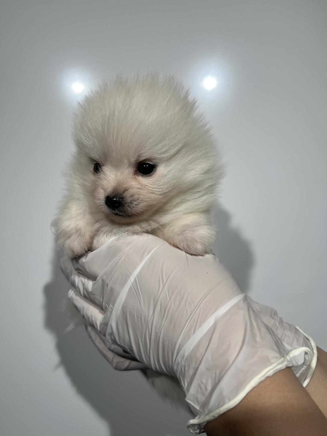 埼玉県のポメラニアン (ペッツスマイル加須インター店/2025年11月29日生まれ/男の子/ホワイト)の子犬の3枚目の画像