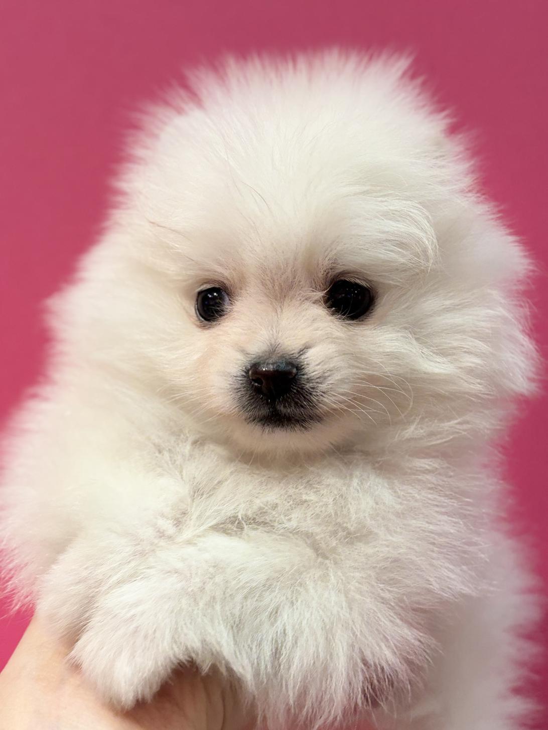 埼玉県のポメラニアン (ペッツスマイル加須インター店/2025年11月29日生まれ/男の子/ホワイト)の子犬の4枚目の画像