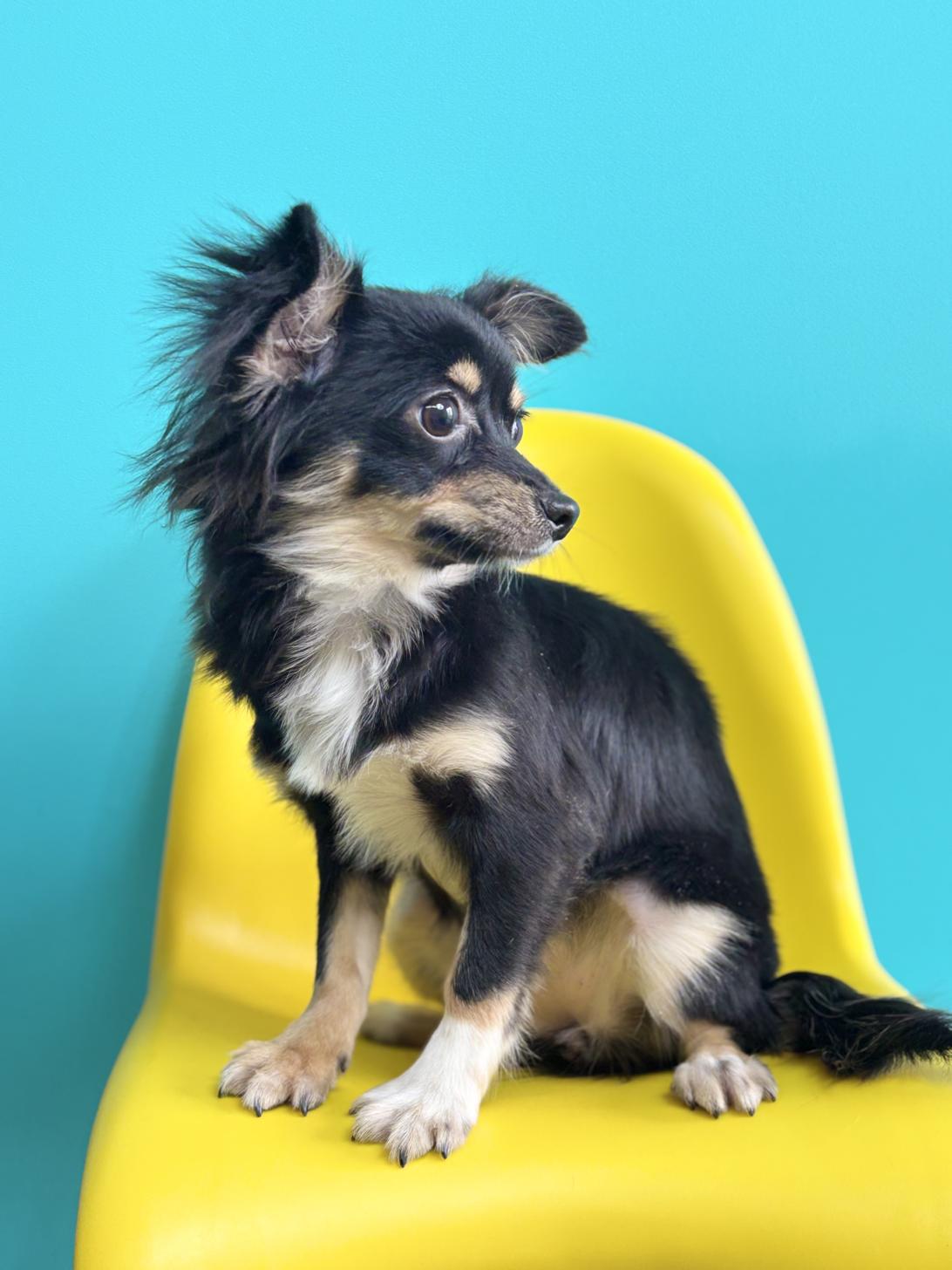 埼玉県のチワワ(ロング) (ペッツスマイル加須インター店/2025年8月15日生まれ/女の子/ブラックタンホワイト)の子犬の3枚目の画像