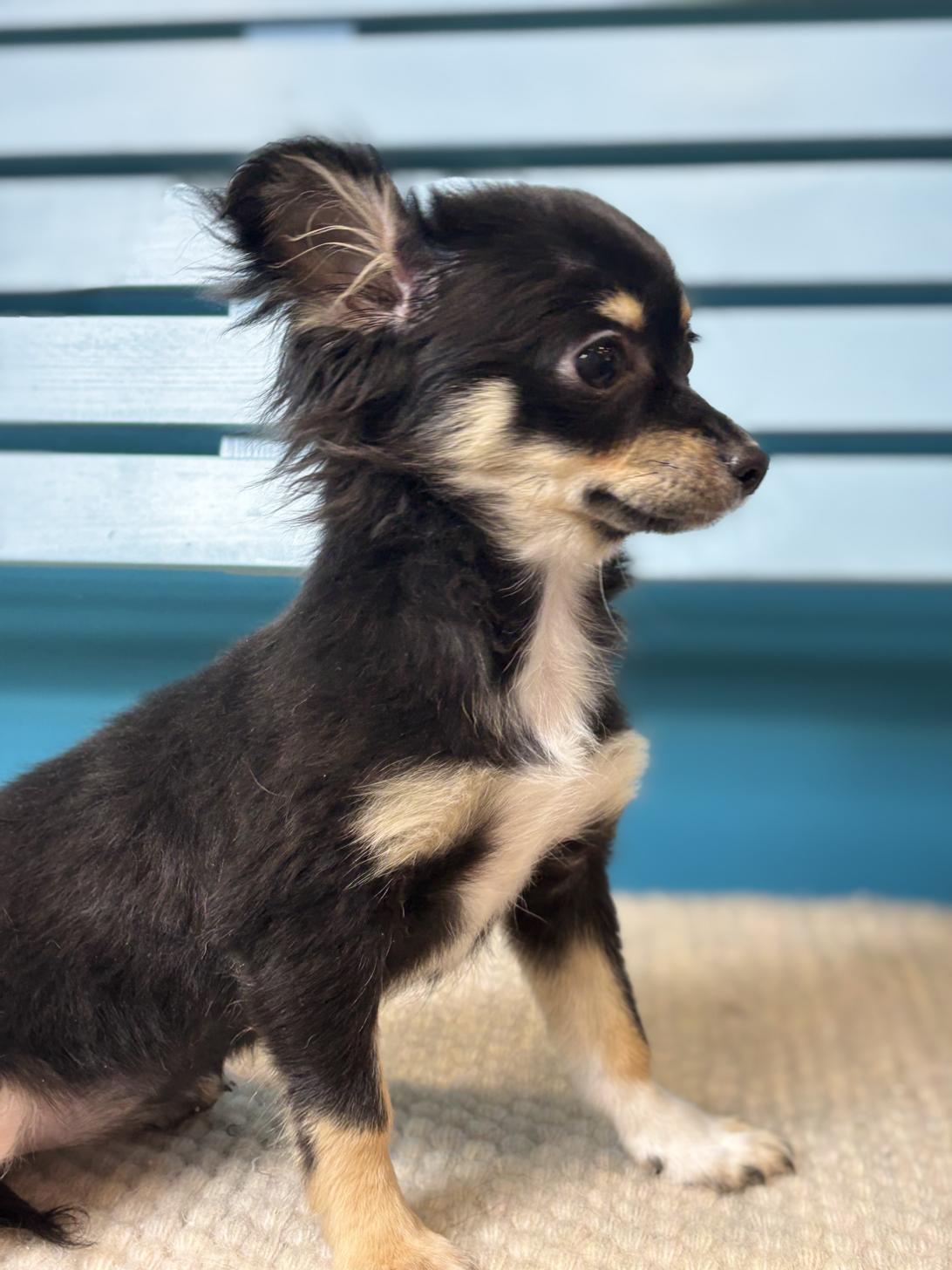 埼玉県のチワワ(ロング) (ペッツスマイル加須インター店/2025年8月15日生まれ/女の子/ブラックタンホワイト)の子犬の3枚目の画像