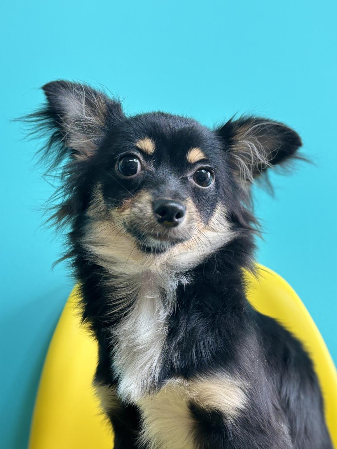 埼玉県のチワワ(ロング) (ペッツスマイル加須インター店/2025年8月15日生まれ/女の子/ブラックタンホワイト)の子犬の4枚目の画像