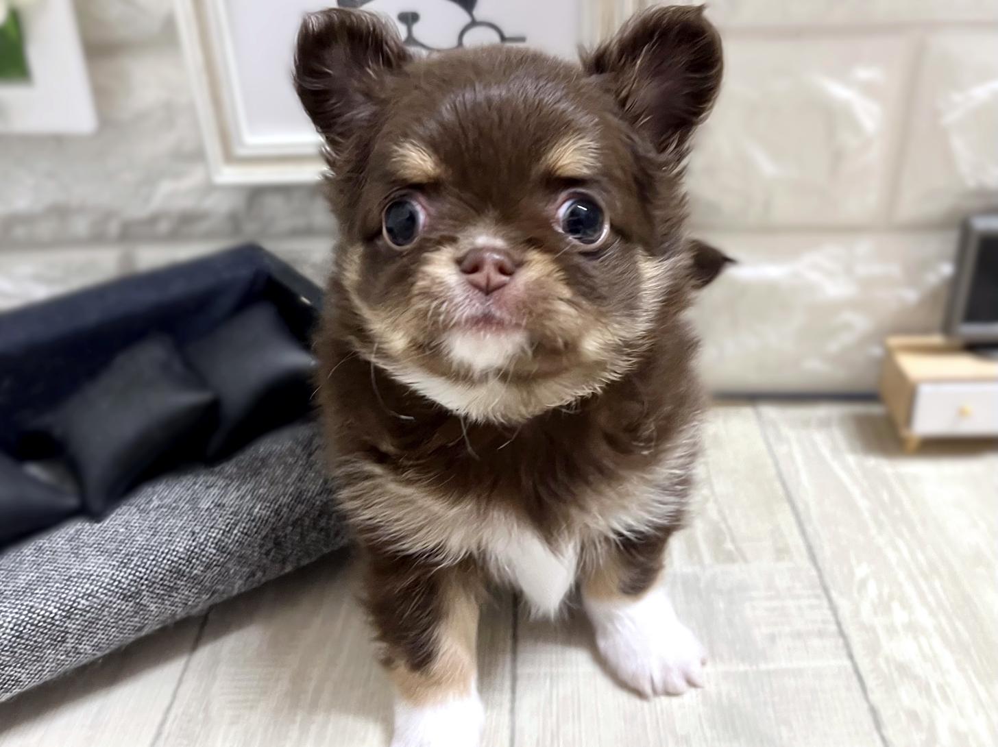 大阪府のチワワ(ロング) (DOGMAN平野瓜破店/2025年11月18日生まれ/女の子/チョコレートタンホワイト)の子犬の2枚目の画像